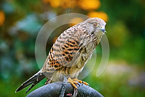 Common Kestrel Falco Tinnunculus