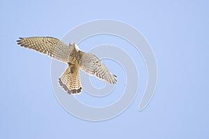 Common Kestrel Falco tinnunculus