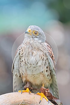 Common Kestrel Falco Tinnunculus