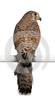 Common Kestrel, Falco tinnunculus photo