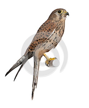 Common Kestrel, Falco tinnunculus photo