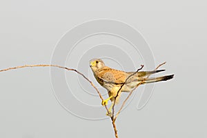 Common Kestrel / Falco tinnunculus photo
