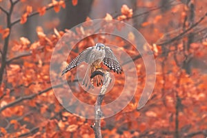 Common kestrel (Falco tinnunculus)