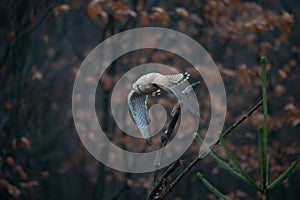 Common kestrel (Falco tinnunculus)