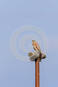 Common kestrel (Falco tinnunculus