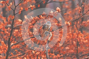 Common kestrel (Falco tinnunculus)