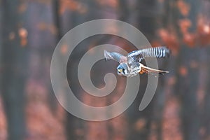 Common kestrel (Falco tinnunculus)