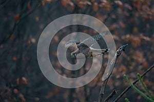 Common kestrel (Falco tinnunculus)