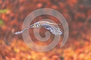 Common kestrel (Falco tinnunculus)