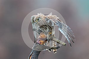 Common kestrel (Falco tinnunculus)