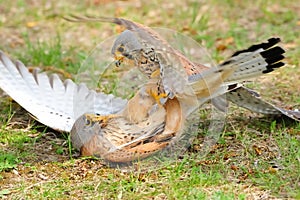 Common Kestrel (Falco tinnunculus)