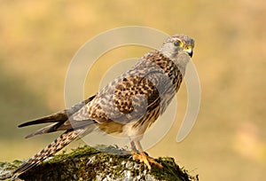 Common Kestrel (Falco tinnunculus)