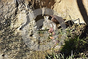 The Common Kestrel, [Falco tinnunculus]