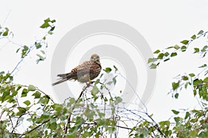 Common kestrel Falco tinnunculus - adult female bird