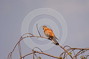 Common kestrel Falco tinnunculus - adult male bird