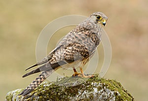 Common Kestrel (Falco tinnunculus)