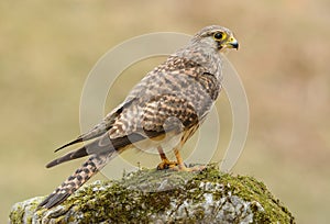 Common Kestrel (Falco tinnunculus)