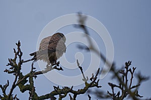 Common kestrel Falco tinnunculus belongs to falcon Falconidae Old World bird