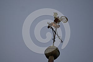 Common kestrel Falco tinnunculus belongs to falcon Falconidae Old World bird on a church