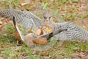 Common Kestrel (Falco tinnunculus) photo