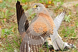 Common Kestrel (Falco tinnunculus) photo