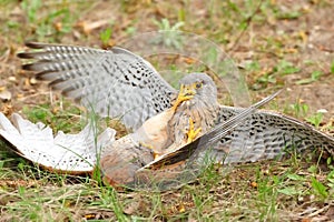 Common Kestrel (Falco tinnunculus) photo