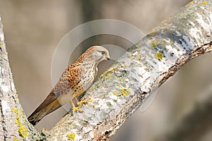 Common Kestrel (Falco tinnunculus) photo