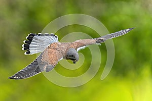 Common Kestrel Falco tinnunculus bird of prey