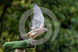 Common kestrel, Falco tinnunculus is a bird of prey species belonging to the falcon family Falconidae