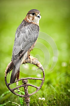 Common Kestrel - Falco tinnunculus photo
