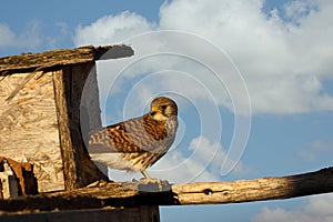 The common kestrel Falco tinnunculus or European or Eurasian kestrel sitting at the nest box. Nesting kestrel with blue sky and