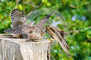 Common Kestrel (Falco Tinnunculus) female bringing food home to it\'s young