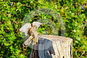 Common Kestrel (Falco tinnunculus) female about to land on top of a tree