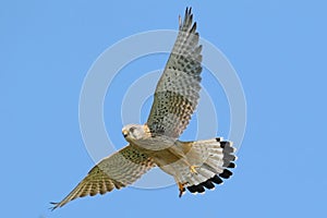The common kestrel Falco tinnunculus in flight. photo