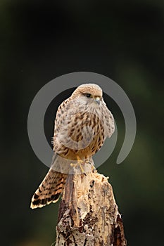 Common Kestrel, Falco tinnunculus, isolated on blurred dark background. Bird of prey perched on old rotten trunk. Wildlife