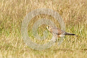 Common Kestrel (Falco Tinnunculus) juvenile