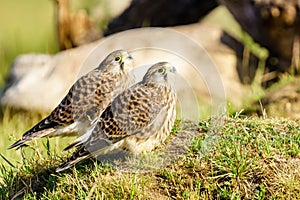 Common Kestrel (Falco Tinnunculus) juvenile siblings looking up together, taken in London, England