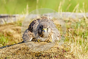 Common Kestrel (Falco Tinnunculus) juvenile sitting in a funny pose on the ground, taken in London