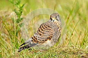 Common Kestrel (Falco Tinnunculus) Juvenile standing on ground looking back over it's shoulder, taken in London