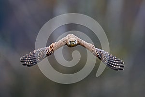 Common Kestrel, Falco tinnunculus, little bird of prey sitting in the forest, Finland. Bird Flight in the nature. Wildlife scene