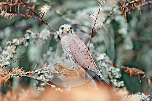 Common Kestrel, Falco tinnunculus, little bird of prey sitting in orange autumn forest, Germany. Larch tree with fall dawn leaves photo