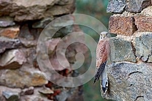 Common Kestrel, Falco tinnunculus, little bird of prey sitting in orange autumn forest, Germany. Larch tree with fall dawn leaves photo