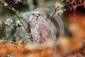 Common Kestrel, Falco tinnunculus, little birds of prey sitting orange autumn forest, Finland photo