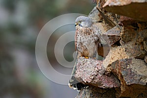 Common Kestrel, Falco tinnunculus, little birds of prey sitting on the stone wall in the old castle, Germany photo