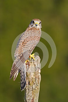 Common Kestrel, Falco tinnunculus, little birds of prey sitting on the tree trunk, Slovakia. Summer day with kestrel. Wildlife sce photo