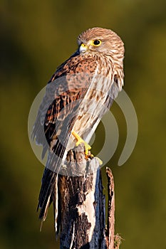 Common Kestrel, Falco tinnunculus, little birds of prey sitting on the tree trunk, Sweden