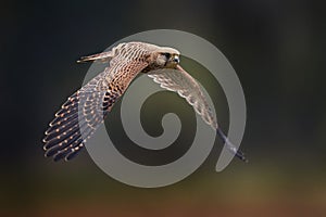 Common Kestrel, Falco tinnunculus, little flying bird of prey, Germany. Bird on the stone wall. Wildlife scene from European