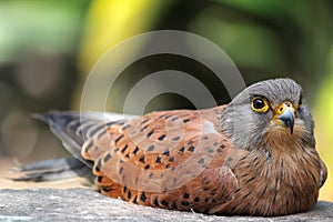 Common Kestrel (Falco tinnunculus) photo