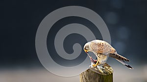 Common kestrel Falco tinnunculus, male, eating mouse on stake