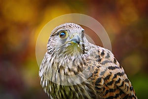 Common Kestrel Falco Tinnunculus photo